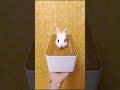 可爱的小兔子，各种卖萌捣乱，吃胡萝卜，香蕉，苹果，青草 cute baby rabbit eating