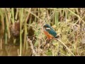 野鳥：カワセミ／魚を食べ～