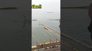 panen strike di spot pasir kole//mancing jatiluhur terbaru