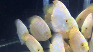 Golden Checkerboard Discus