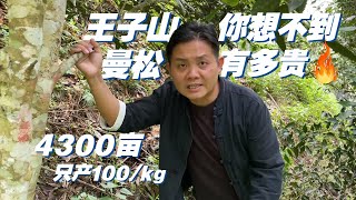 你根本想不到有多贵！王子山曼松古树茶，4300亩只产100多公斤！#茶 #茶叶 #普洱茶 #品茶 #喝茶 #云南普洱 #买茶