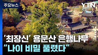 "한국에서 가장 큰 은행나무 나이 비밀 풀렸다" / YTN