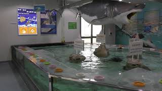 タッチプール (姫路市立水族館) 2019年2月13日