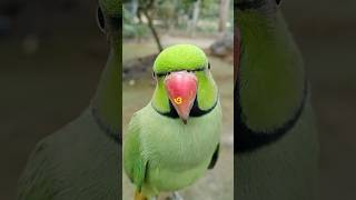 ❤️❤️👍তুমি আমার মন বুঝো না এমন কেনো করো 🦜🦜🦜❤️❤️