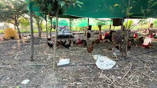 गावरान पोल्ट्री फार्म मुक्त संचार #umeshwagh88555 #motivation #chicken #न्यूज9मराठी #funny