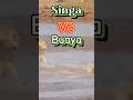 Video Hewan 3 - Singa Vs Buaya #videohewan #singa #buaya #shorts