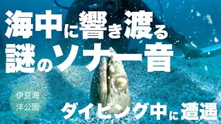 ダイビング中、海中に響き渡る謎のソナー音！ダイビング中にソナー音が聞けるのはめちゃくちゃ珍しい。ダイビングポイントは伊豆海洋公園！