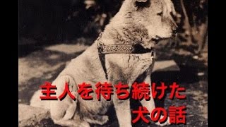 【涙腺崩壊】主人を待ち続けた犬の話 【泣ける話】