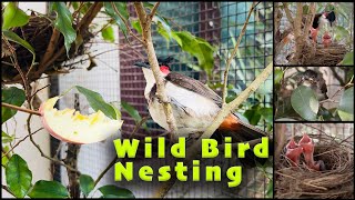 Nature \u0026 Aviary I Bird Nesting I Home Aviary