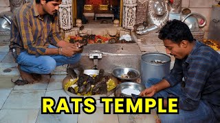 Karni Mata temple in India with thousands of rats