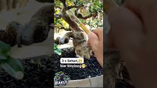 Tip Rawat Bonsai Sancang Biar Kinclong #bonsai #sancangmikro #sancangbonsai #tanaman #tukangbonsaiku