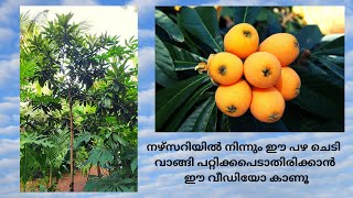 ഈ ചെടി വാങ്ങുമ്പോൾ ശ്രദ്ധിക്കുക loquat cultivation malayalam