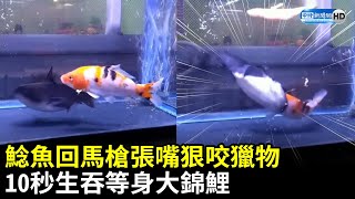 鯰魚回馬槍張嘴狠咬獵物　10秒生吞等身大錦鯉｜中時新聞網