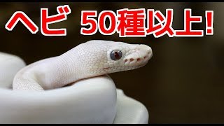 50種以上のヘビと戯れる！爬虫類カフェに行ってきました