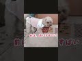 ただ通りますだけ toypoodle 多頭飼い 癒やし トイプードル 犬のいる暮らし