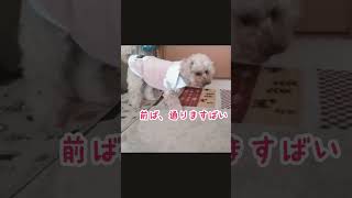 ただ通りますだけ#toypoodle #多頭飼い #癒やし #トイプードル #犬のいる暮らし