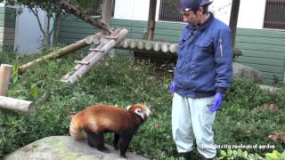 【HD】シセンレッサーパンダのおやつタイム@福岡市動植物園/2016-11-23-003