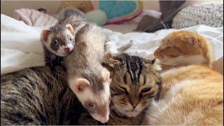 猫兄弟をガンガンやっつけるフェレット兄弟、、、笑 Cat\u0026Ferret