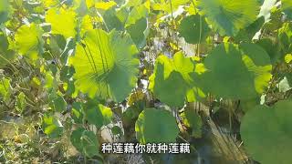 农村能人用新方法种植莲藕，莲藕池里面还养殖泥鳅，还不用喂养