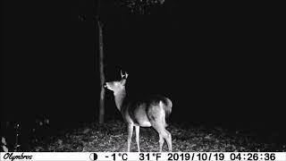 Small Whitetail Buck on the Olymbros T3 Trail Camera