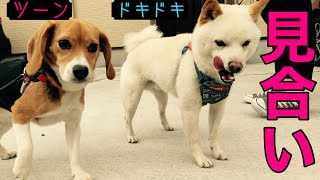 初めてのデートに緊張する豆柴と飼い主　Shiba Inu nervous about his first date