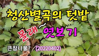 #청산별곡의 텃밭 엿보기(2022402) #큰참나물?