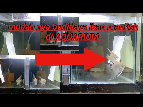 Cara Budidaya Ikan Manfish Di Aquarium Untuk Pemula🔴 - YouTube