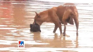 പ്രളയക്കെടുതി; കുഞ്ഞിനെയും കൊണ്ട് രക്ഷപെടുന്ന നായ | Flood | dog