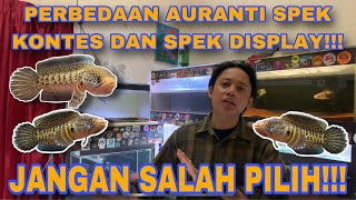 CARA BEDAKAN AURANTI SPEK KONTES DAN SPEK DISPLAY⁉️ PENILAIAN AURANTI KONTES ‼️ #channaauranti