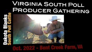 South Poll Cattle - Characteristics and Breed Up Program - Dakota Blanks