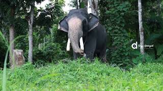 CHIRAKKADAVU THIRU NEELAKANDAN TDB