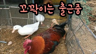 닭과 오리들 출근시키러 갑니다. 굿모닝 꼬꽉이! morning rush chicken\u0026duck