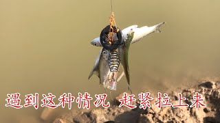 浮钓鲢鱼 遇到这种漂相赶紧就提竿儿吧