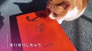 エルメスを猫と開けよう