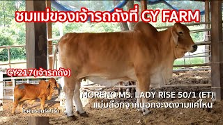 ชม❗️แม่แท้ๆ ของเจ้ารถถัง CYน้อย ของเสี่ยตู่ - MORENO MS. LADY RISE 50/1 (ET)