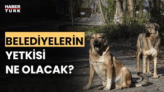 Sahipsiz köpek sorunu nasıl çözülecek? Doç. Dr. Mustafa Koçkaya anlattı