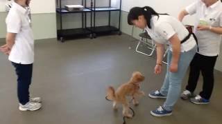 ドッグトレーニング実習⑤動物・学校・新潟・長野