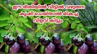 വഴുതന വർഗ്ഗ വിളകൾ കൃഷി ചെയ്യുമ്പോൾ അറിയേണ്ട കാര്യങ്ങൾ A2Z#malayalam #youtube #youtubeshorts