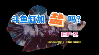 斗鱼缸要加盐吗?EP2 【养斗鱼必备知识】【斗鱼篇】