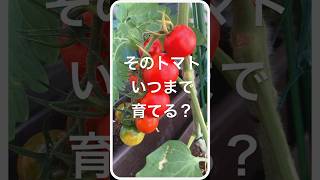 そのトマトいつまで育てる？摘芯でトマトをあまく、おおきく。秋野菜へのステップにも。  #homegarden #家庭菜園 #ベランダガーデニング