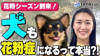 【花粉症】犬も花粉症になるって本当？気になる症状と花粉対策３つのポイント！