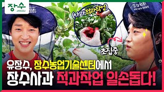 [장수군] 유장수, 장수농업기술센터에서 장수사과 적과작업 일손돕기🍎