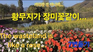 ⚘️황무지가 장미꽃같이...The wasteland is like a rose... #황무지가장미꽃같이 #예수님 #jesus #거룩 #장미