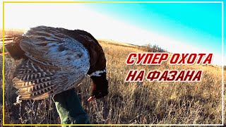 СУПЕР ОХОТА НА ФАЗАНА 2022. ОДНИ ПЕТУХИ. Открытие охоты на фазана в Казахстане. Pheasant hunting.