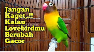 DENGAR Suara Lovebird ini, JANGAN KAGET KALAU LOVEBIRDMU TIBA-TIBA NYAUT BERUBAH JADI GACOR