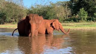 Elephants enjoy taking a bath in a river .. Hom Nuan and Aueng kham