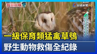 一級保育類猛禽草鴞 野生動物救傷全紀錄【發現科學】