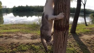 Kitten taking a walk along the river