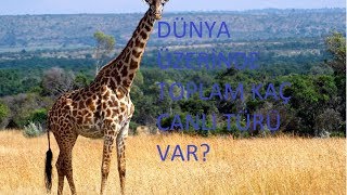 Dünya Üzerinde Toplam Kaç Canlı Türü Var?