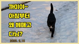 까미야~ 정신 차려야해!!  Loving a cat...❤  Cat Video..